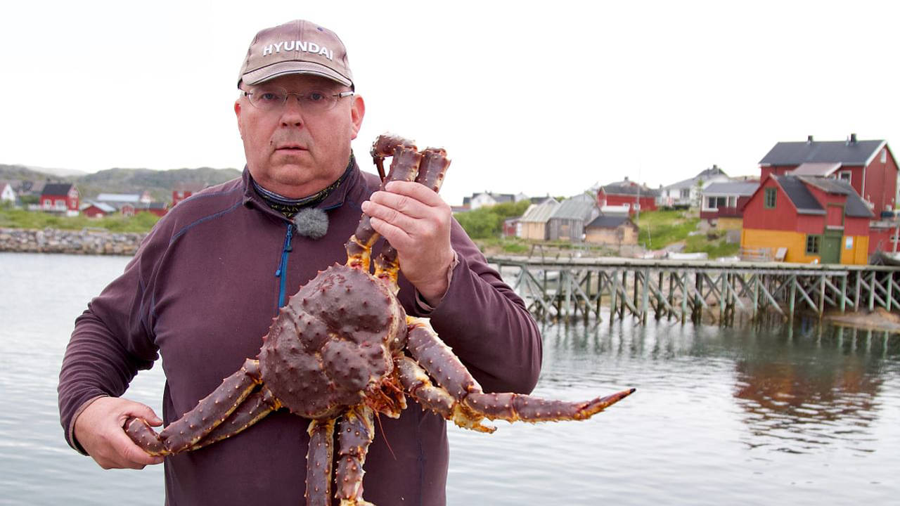 Le crabe royal, une espèce invasive en Norvège